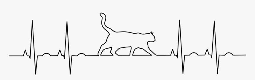 Ekg, Electrocardiogram, Anatomy, Aorta, Biology, Blood - Ecg Animal, HD Png Download