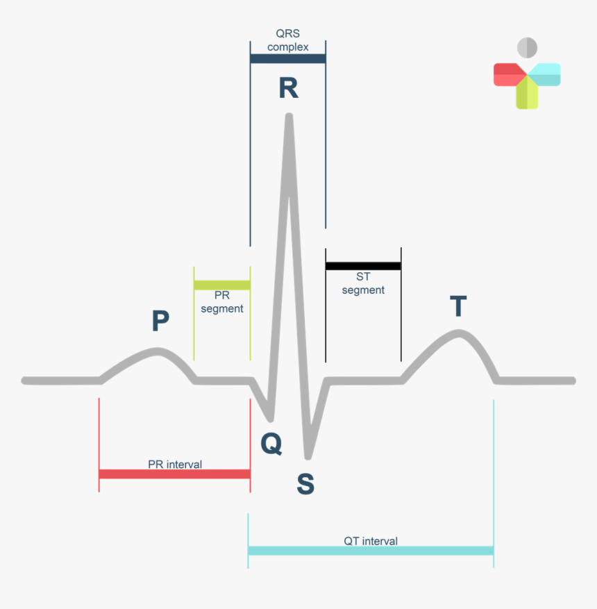 Normal Sinus Rhythm Labeled, HD Png Download