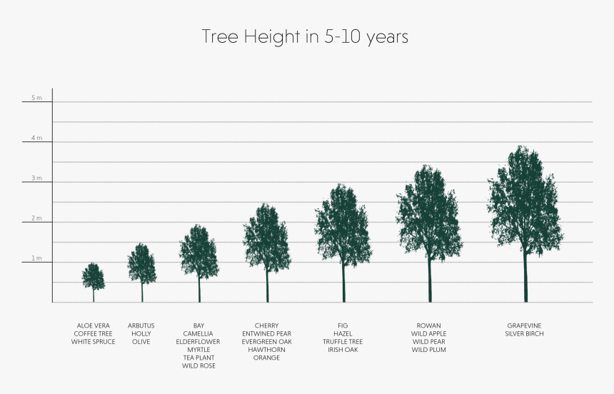 Trees Top View Png, Transparent Png