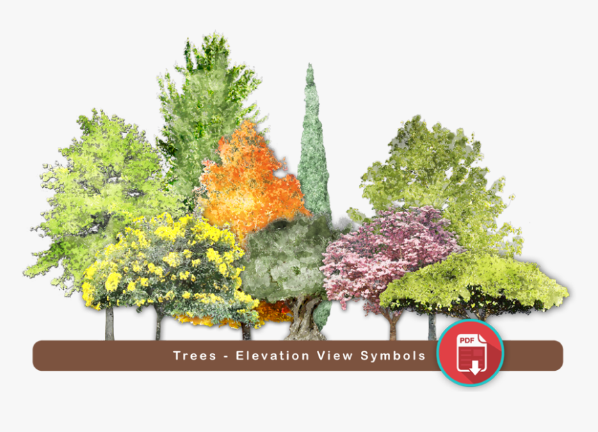 Picture - Red Pine, HD Png Download