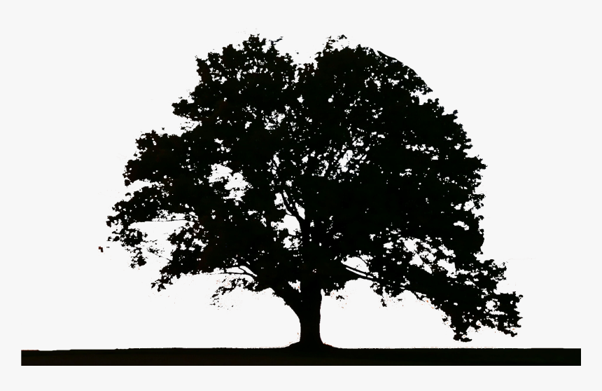 Tree Logo Png, Transparent Png