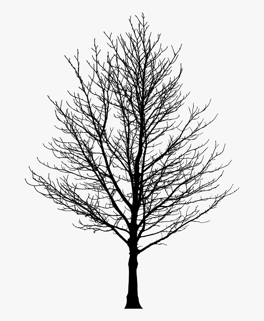Barren Tree Silhouette - Silhouette Of Trees Png, Transparent Png