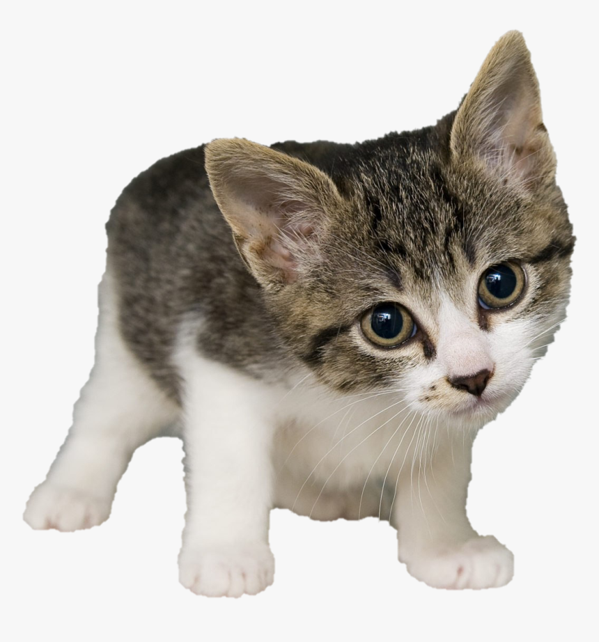 Weekend Cat, HD Png Download