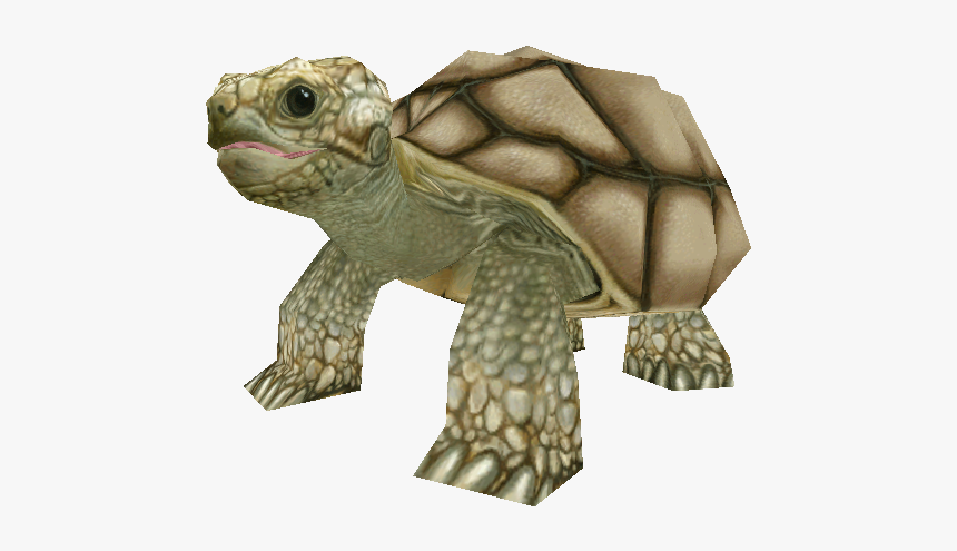 Download Zip Archive - Zoo Tycoon 2 Tortoise, HD Png Download