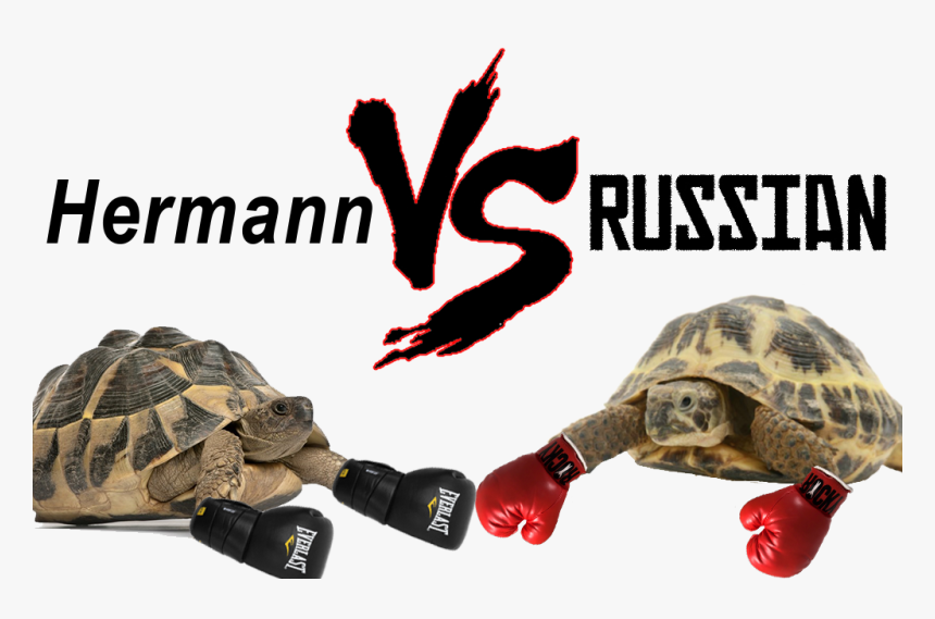 Hermann Vs Russian Tortoise - Horsefield Tortoise Vs Hermann, HD Png Download