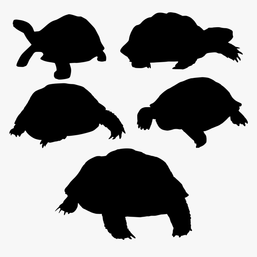 ペット 亀, HD Png Download