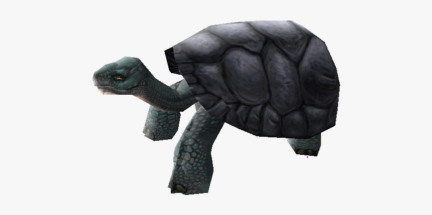 Download Zip Archive - Galápagos Tortoise, HD Png Download