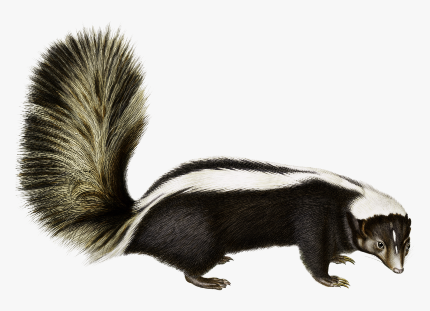 Rodent Animal Fauna Fur Wildlife - Skunk Transparent Background, HD Png Download