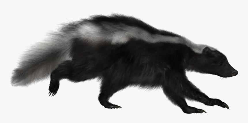 Skunk Png Image, Transparent Png