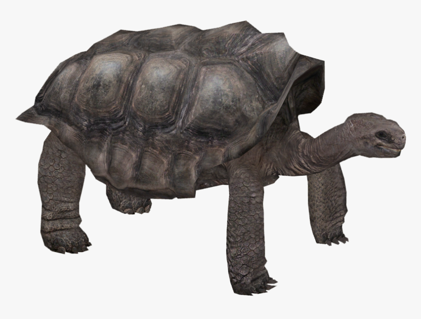Pinta Island Tortoise - Zoo Tycoon 2 Galapagos Tortoise, HD Png Download