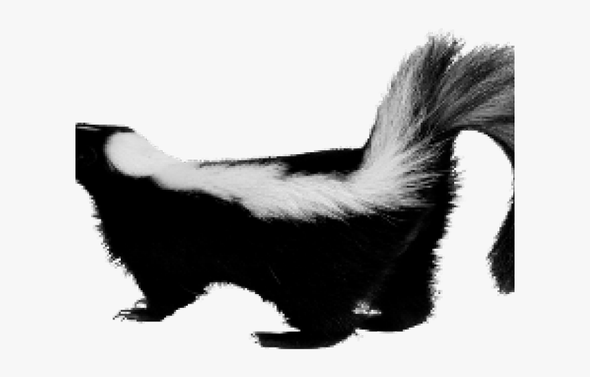 Skunk Png Transparent Images - Skunk Png, Png Download