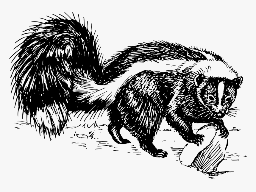 Skunk - Skunk Black And White Clipart, HD Png Download