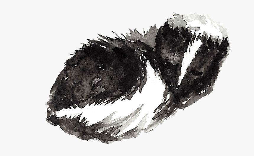 Mb Woodland Skunk - Illustration, HD Png Download