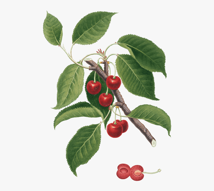 Pmm Image Cherries - Foglie Di Amarena, HD Png Download