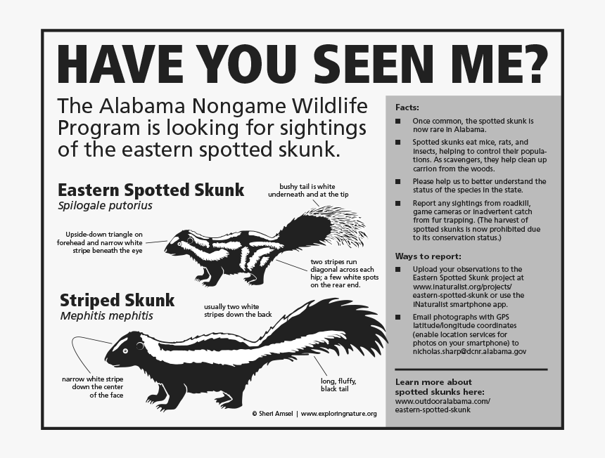 Eastern Spotted Skunk, HD Png Download