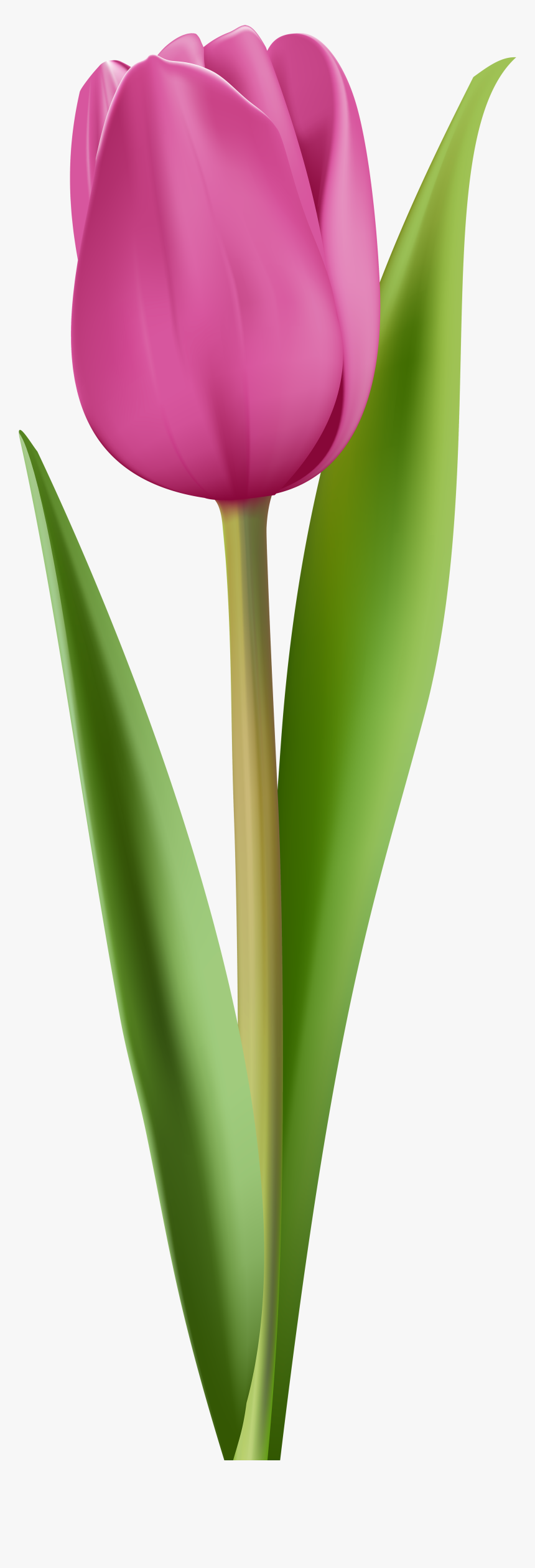 Transparent Tulips Clipart - Pink Tulip Clipart, HD Png Download