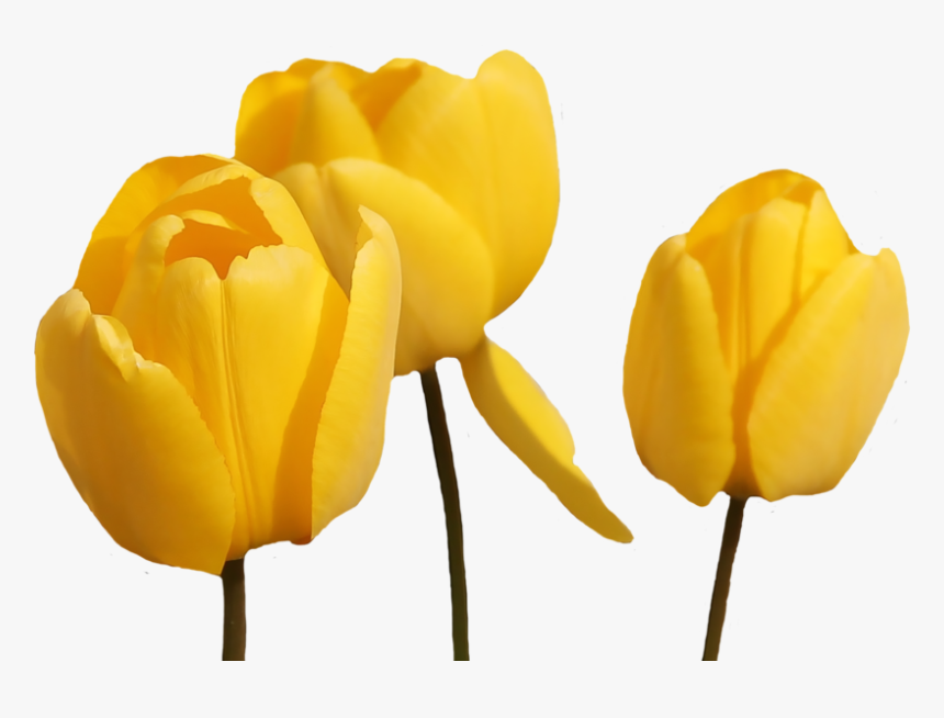 Tulip Flower Yellow Png, Transparent Png