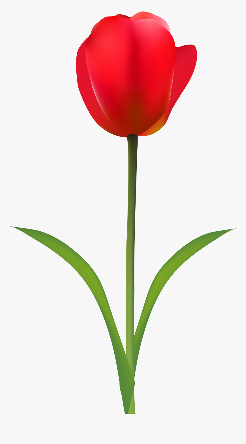 Red Tulip Transparent Clip - Tulip Clipart Transparent, HD Png Download