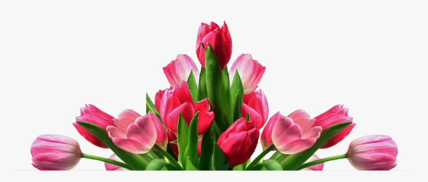 Get Well Tulips - Flores Para Fundo Png, Transparent Png