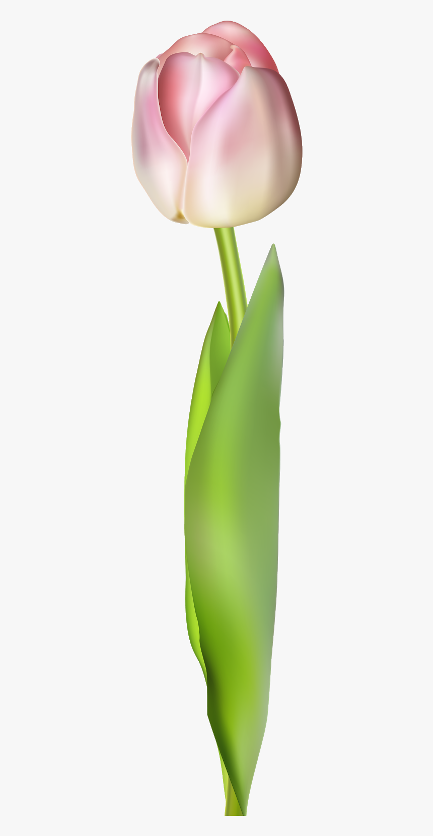 Aloe, HD Png Download