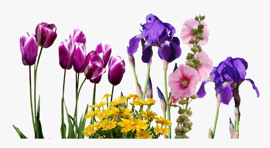 Iris, Tulips, Flowers, Nature, Violet, Tulpenbluete - Wedding Save The Date Invite, HD Png Download