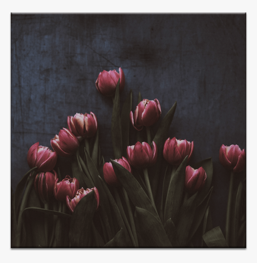 13 Tulips - Обои Тамблер Темные, HD Png Download