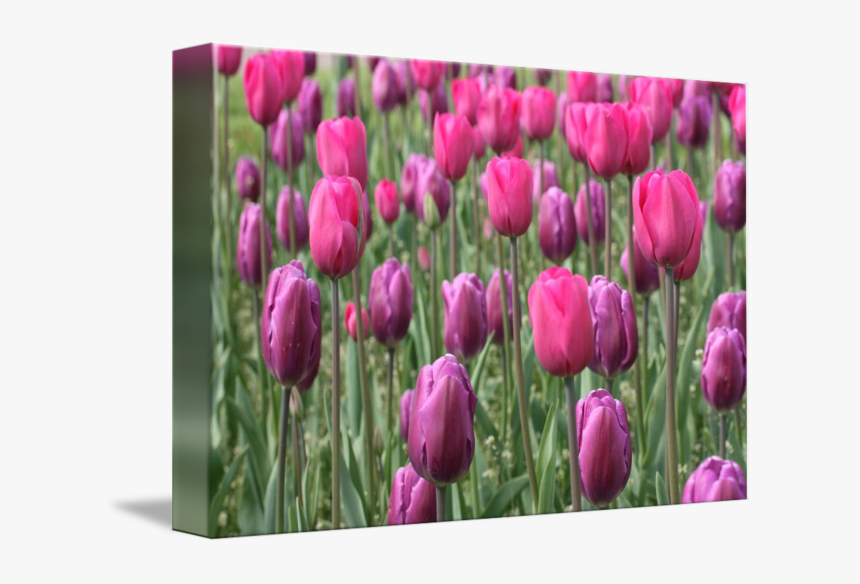 By Betsy Lamere - Sprenger's Tulip, HD Png Download