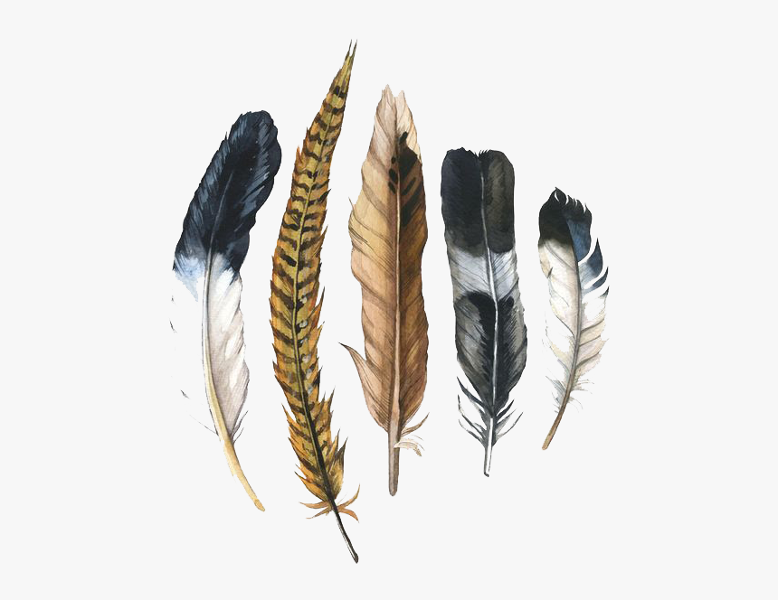Feather Drawing Png - Pheasant Feather Clip Art, Transparent Png