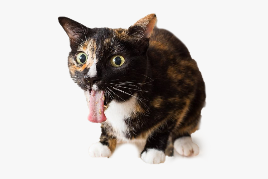 Cats On Catnip, HD Png Download