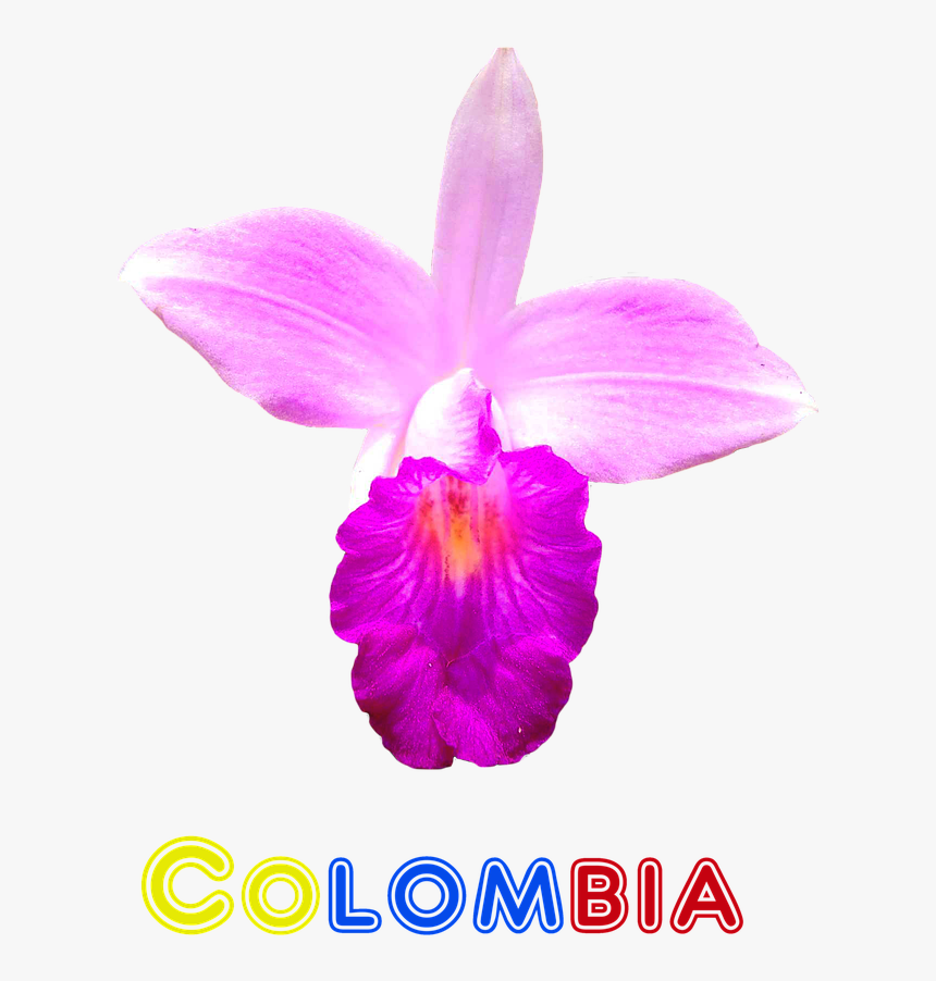 Orquidea De Colombia, HD Png Download
