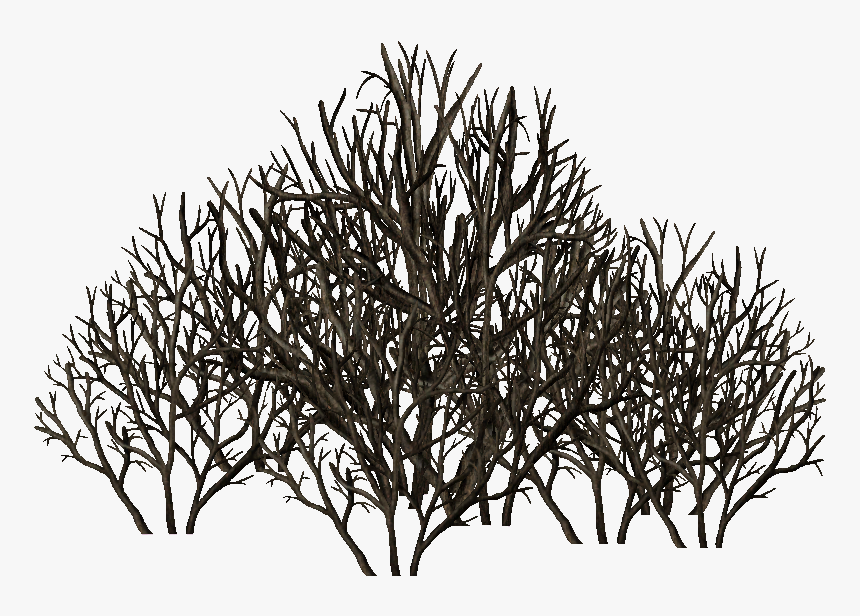 Leafless Shrub - Oak - Leafless Shrub, HD Png Download