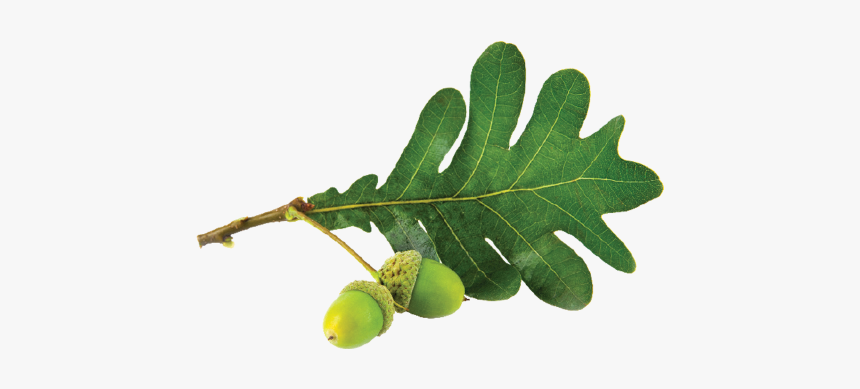 Oak Leaf - Gambel Oak, HD Png Download