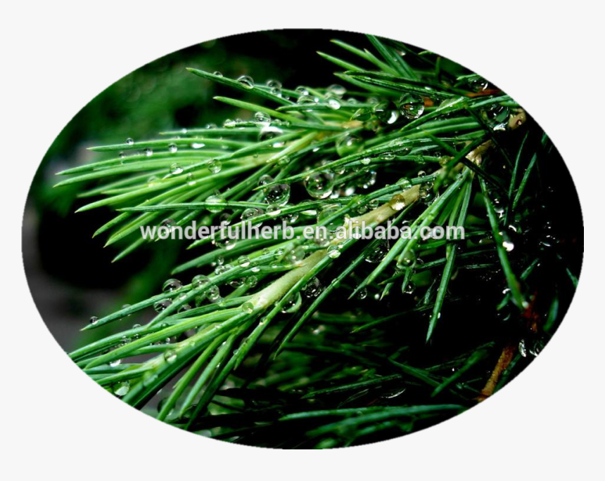 Transparent Pine Needles Png - Evergreen, Png Download