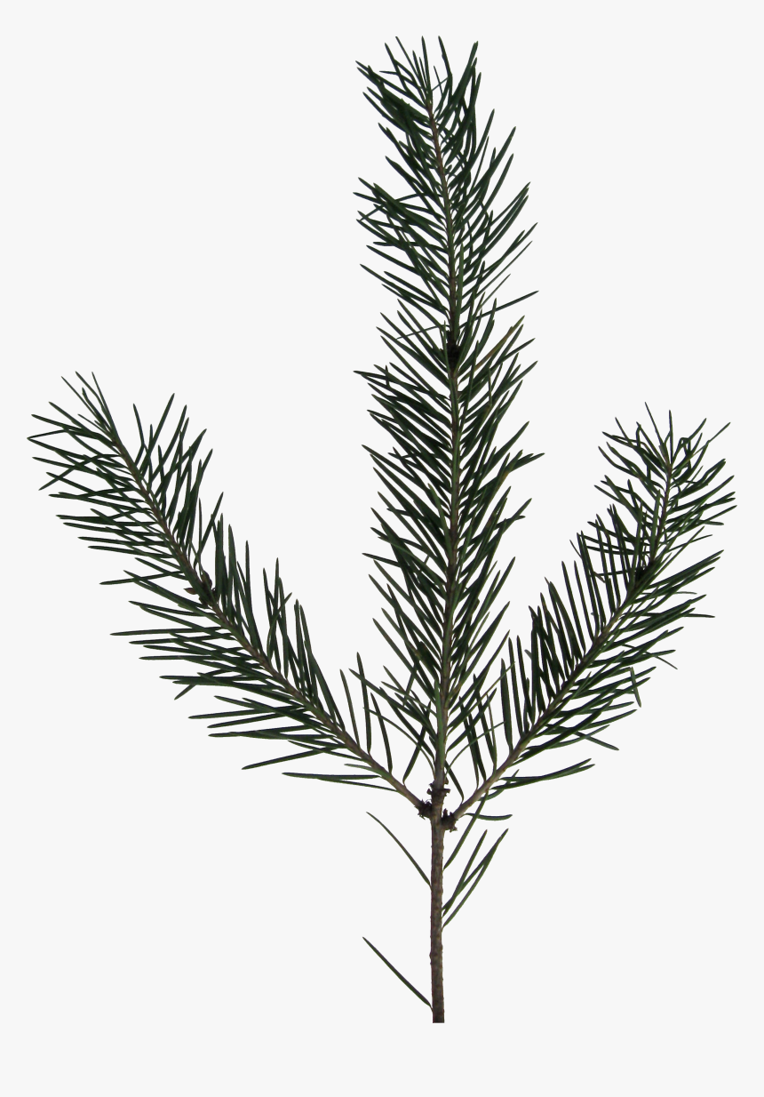Transparent Evergreen Branch Png , Png Download - Fir Sprig Black And White, Png Download