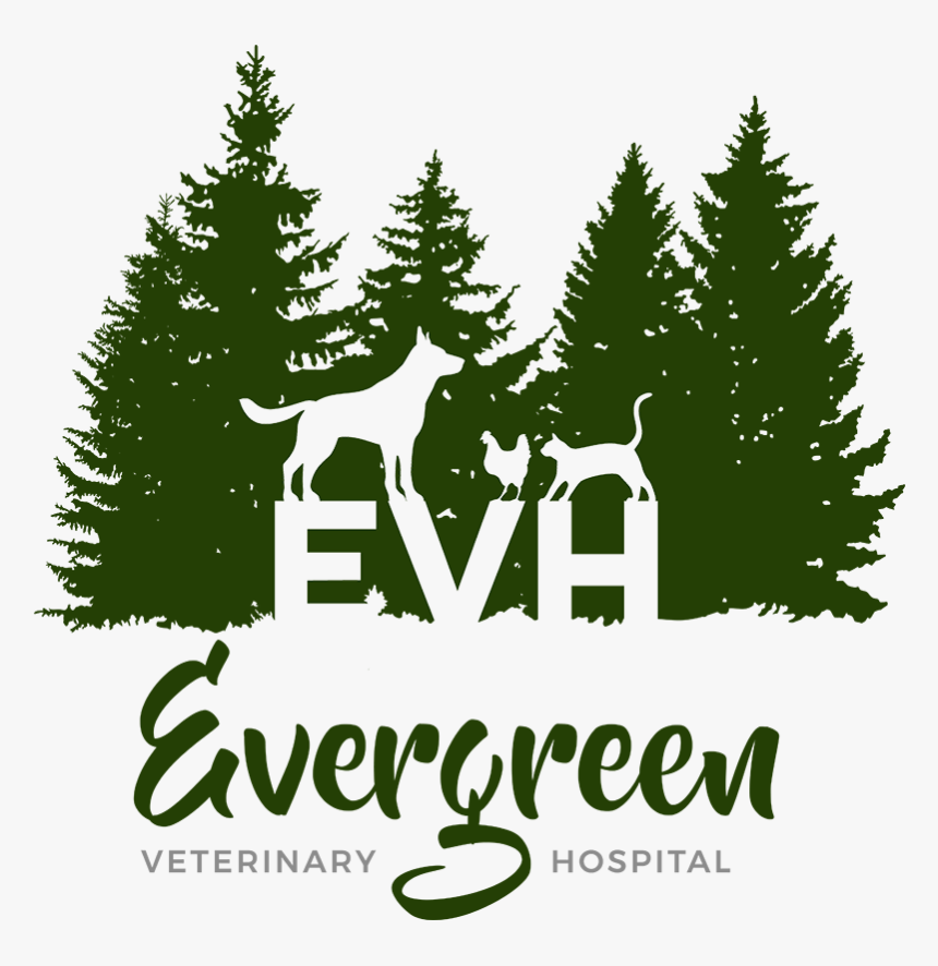 Evergreen Veterinary Hospital - Illustration, HD Png Download