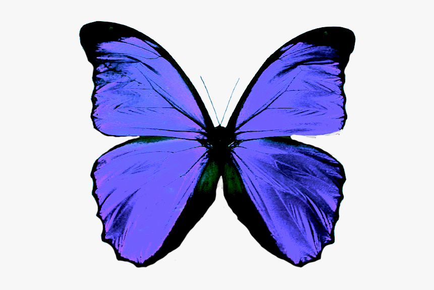 Transparent Background Blue Butterfly, HD Png Download