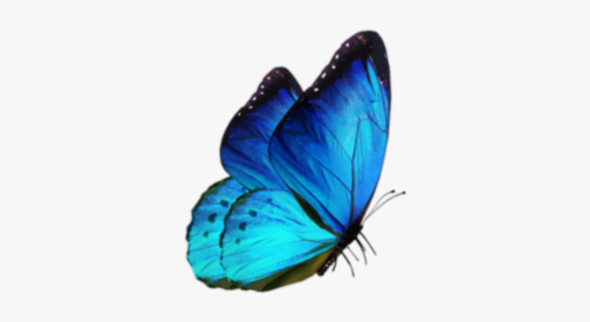 #mariposa #azul #blue #mariposapreciosa #mariposaazul - Butterfly Png For Editing, Transparent Png