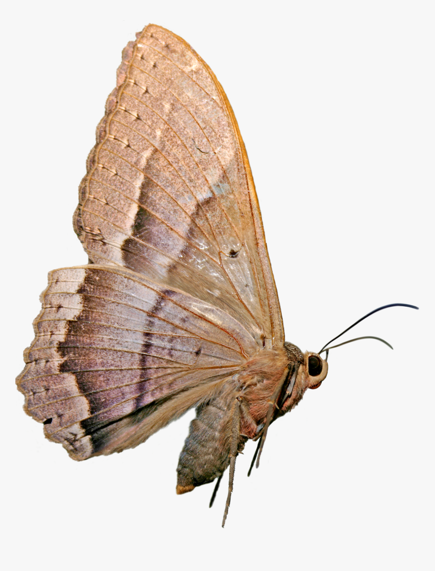 Mariposa Nocturna - Mariposas Nocturnas Png, Transparent Png