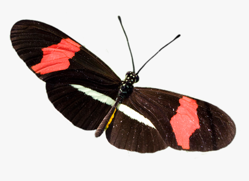 Transparent Mariposas Volando Png - Heliconius Mariposa Png, Png Download