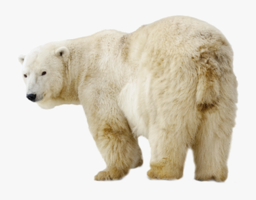 Eisbär Png, Transparent Png
