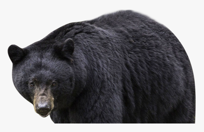 Osos En Denver Colorado, HD Png Download