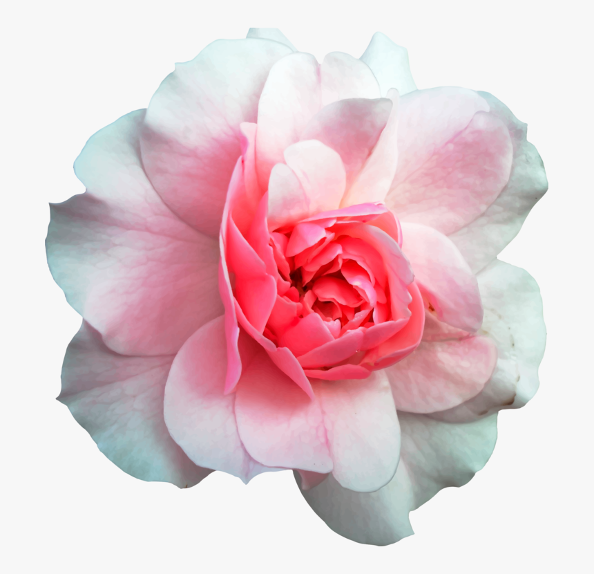 Pink,plant,flower - Rose And Wood Background, HD Png Download