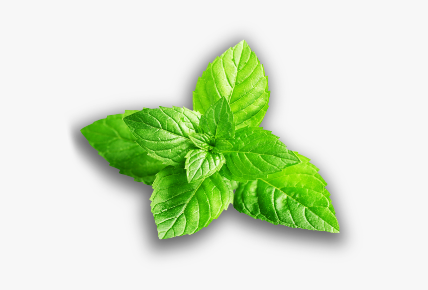 Mint Flavour Leaf, HD Png Download