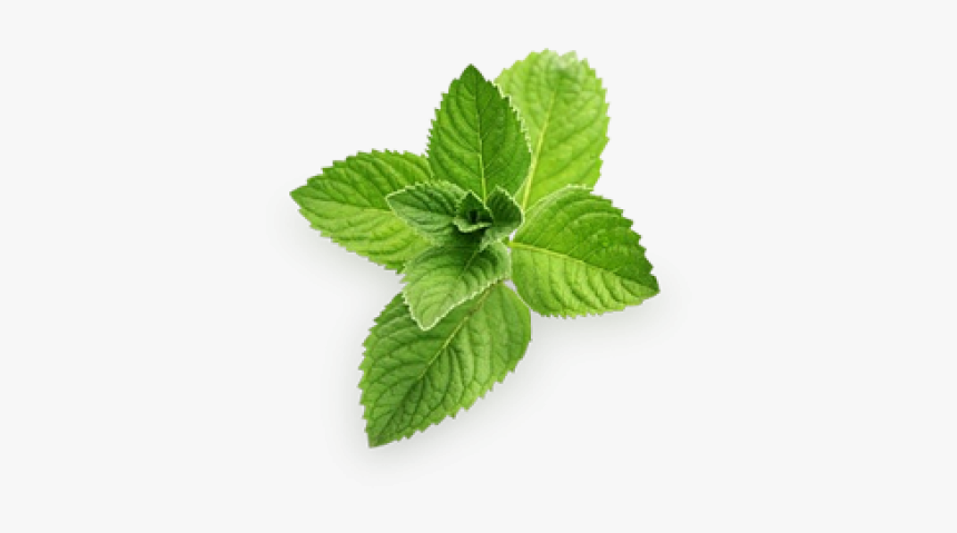 Pudina - Mint Png, Transparent Png