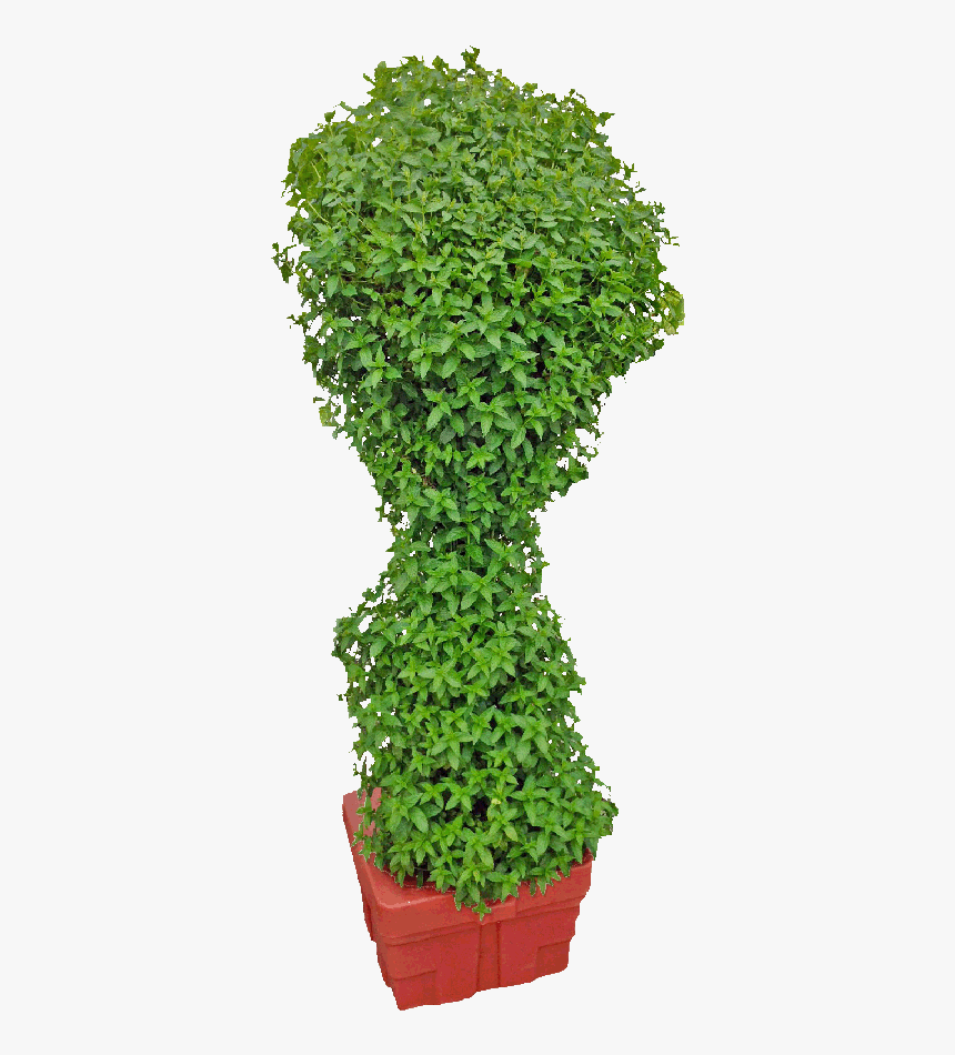 Hydroponics Mint, HD Png Download