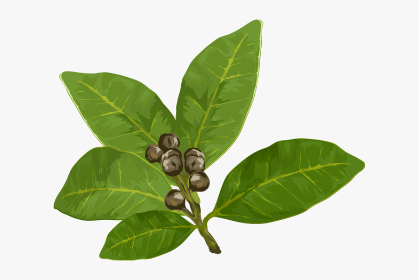 Graphic Design Pinterest Bay - Bay Leaf Clipart Png, Transparent Png