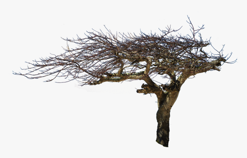 Isolated Tree, Natural Wood, Atmospheric, Creepy - Oswald Mtshali Boy On A Swing, HD Png Download