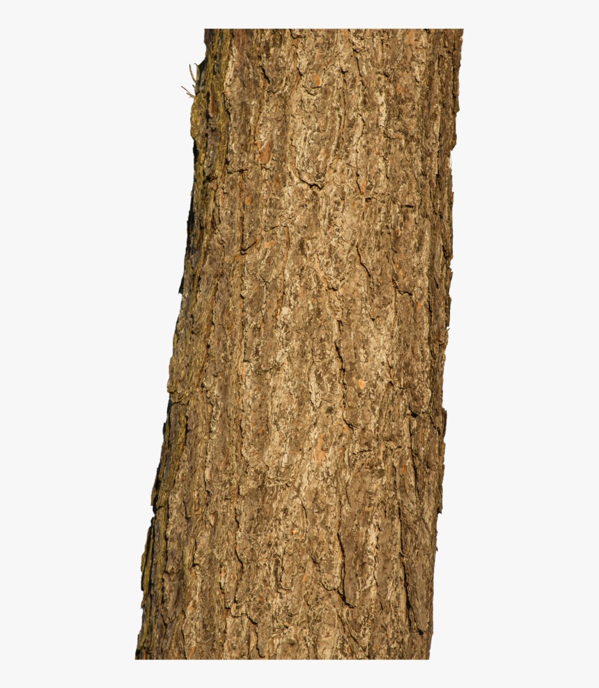 #tree #wood #freetoedit - Tree Trunk Hd Png, Transparent Png