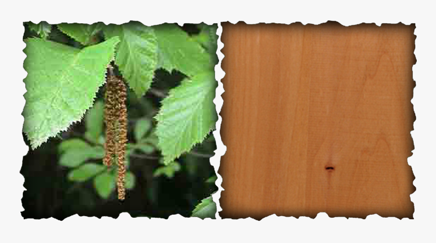 Picture - Alnus Rubra, HD Png Download