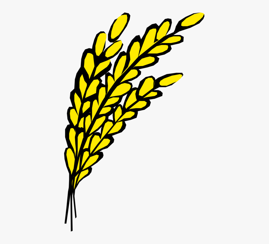 Vector Illustration Of Wheat Grain Of Cereal Grass - Oats Clipart, HD Png Download